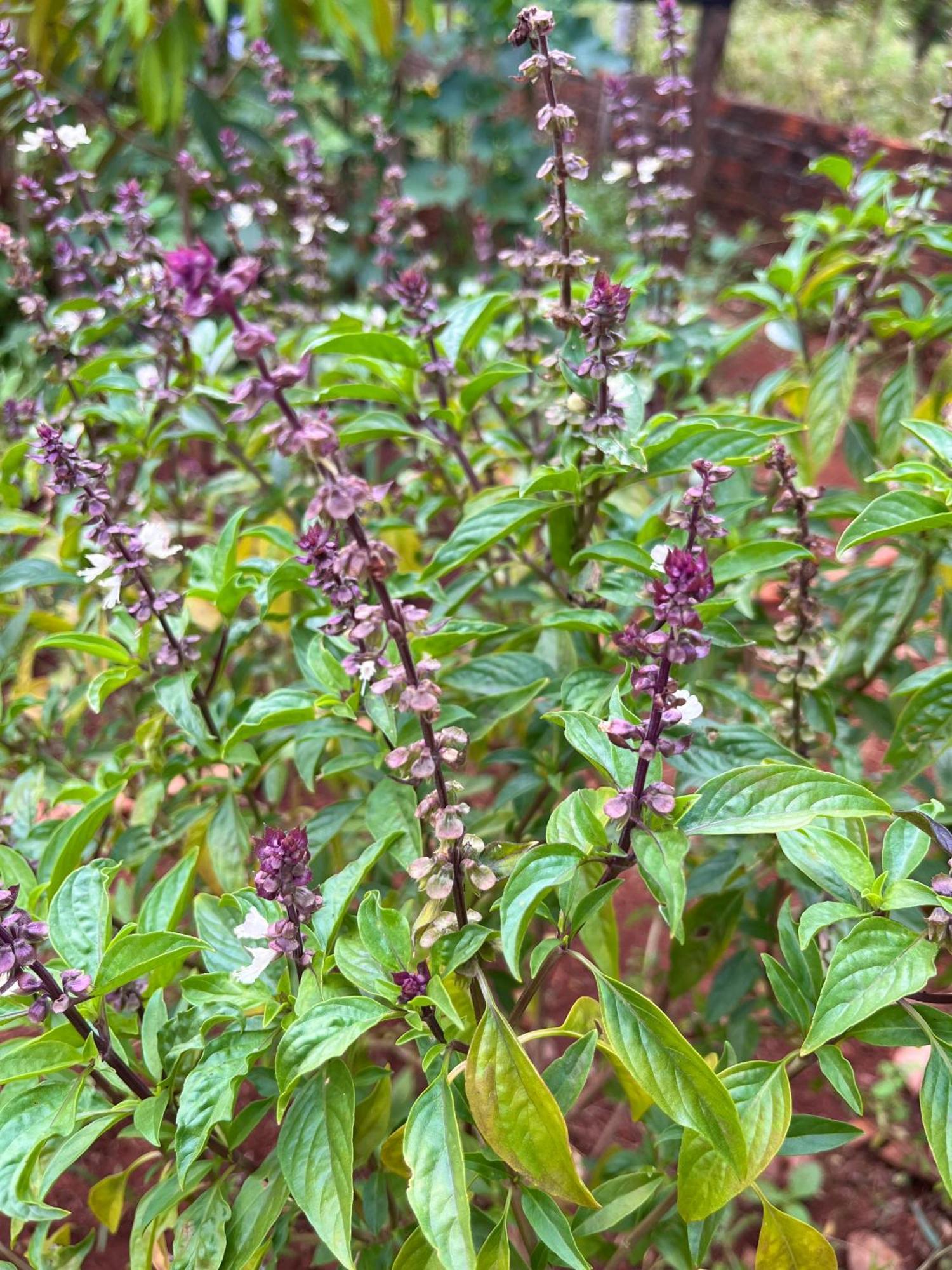 Ratanakiri Farmhouse & Trekking Banlung Exteriör bild