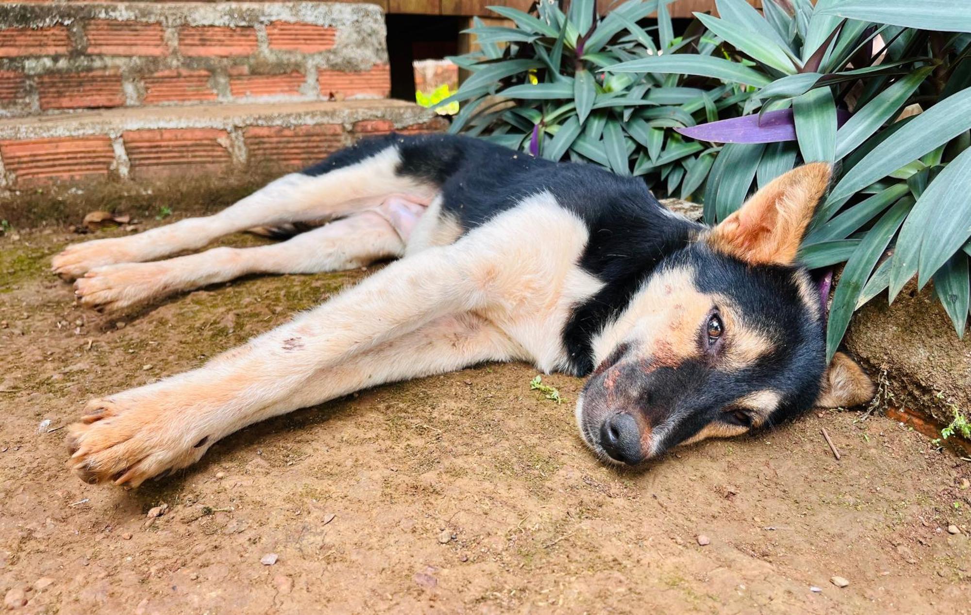 Ratanakiri Farmhouse & Trekking Banlung Exteriör bild